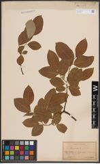 Foto von Salix caprea L.